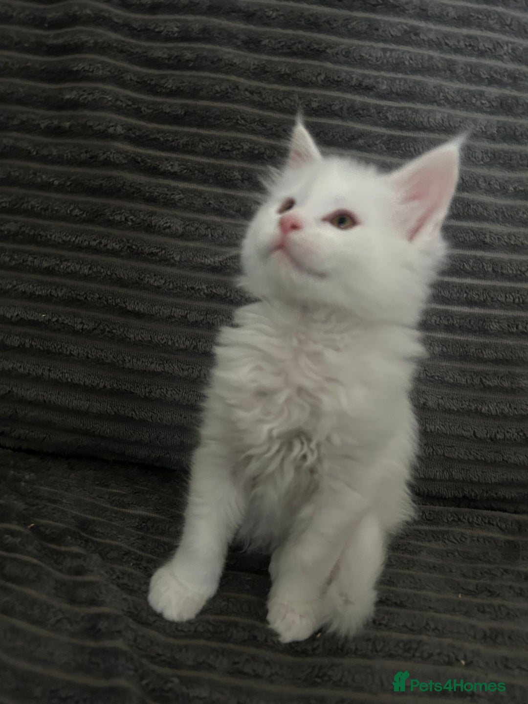 Maine Coon cats for sale: Kittens  - Image 3