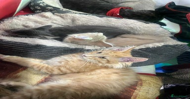 Maine Coon cats - Advert 7