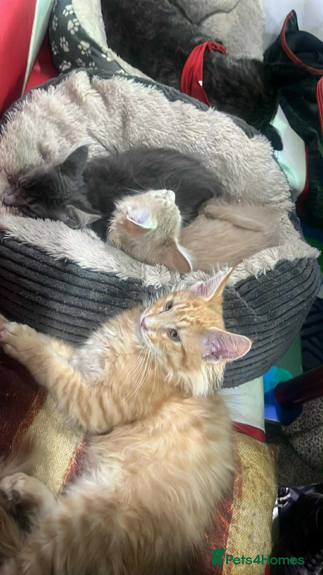 Maine Coon cats for sale: Maine coon kittens ready now boys  - Image 3