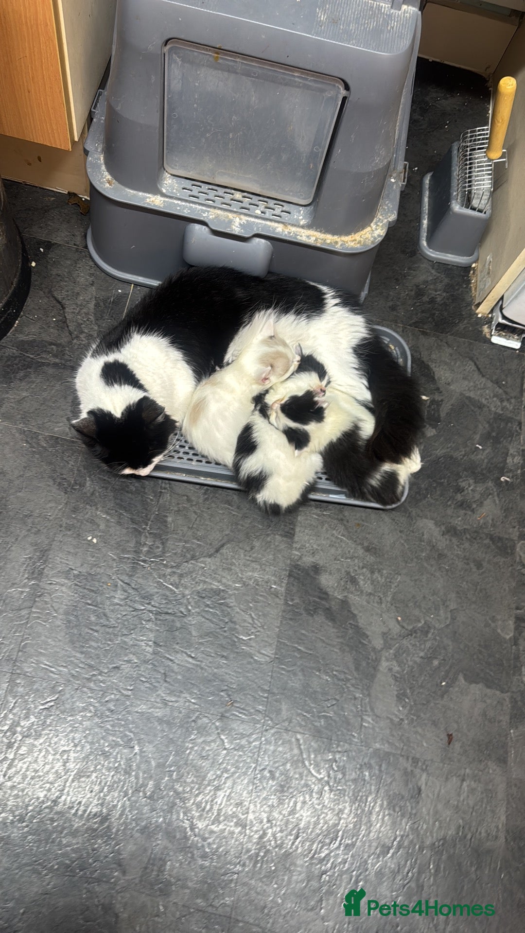 Mixed Breed cats Kitten for sale - Advert 1