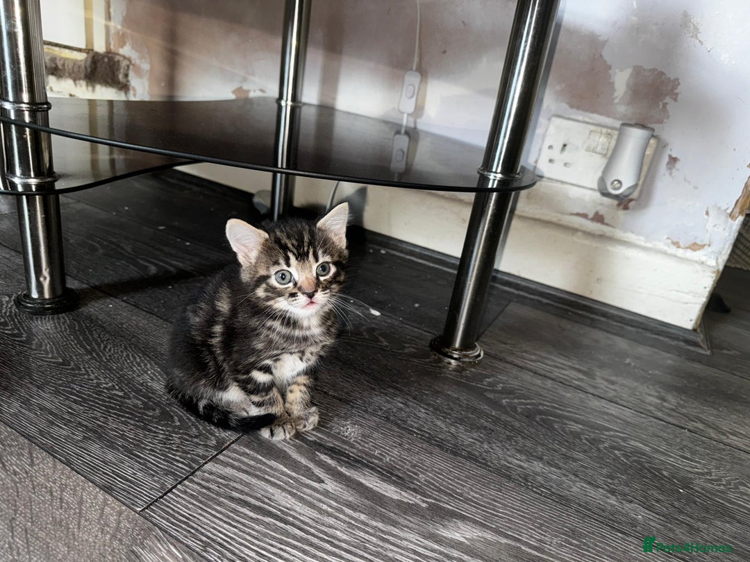 Mixed Breed cats for sale: 2 male 2 female beautiful kittens - Advert 2