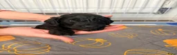 Cockapoo dogs for sale: Gorgeous Rainbow Litter of Teddy Bear Puppies! 🐾 in Huddersfield - Advert 34