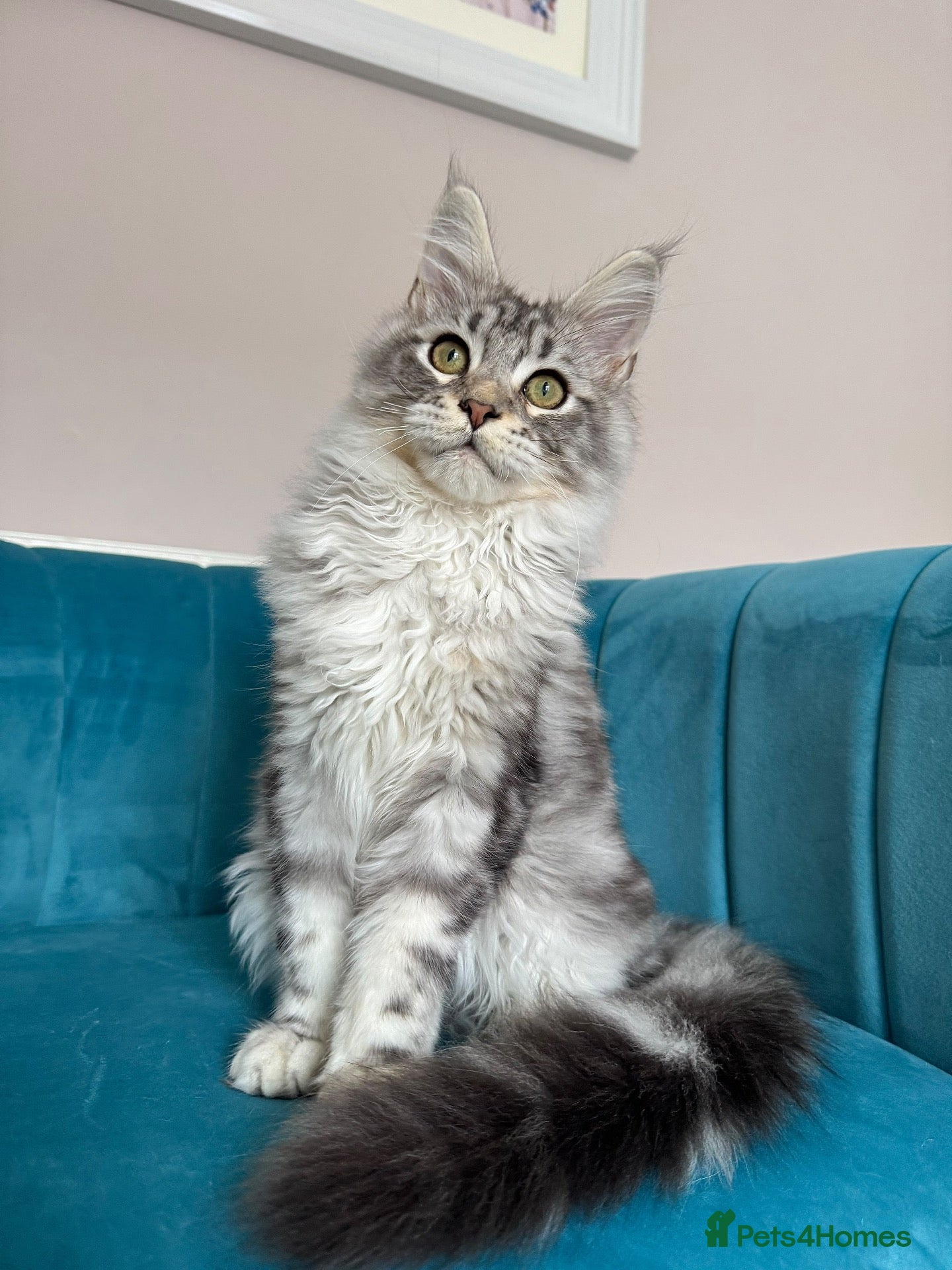 Maine Coon cats TICA Pedigree Registered Maine Coon Kittens - Advert 1