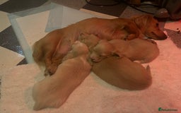 Dachshund dogs for sale:  Cream long haired miniature Dachshund - Image 2