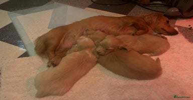 Dachshund dogs - Advert 7