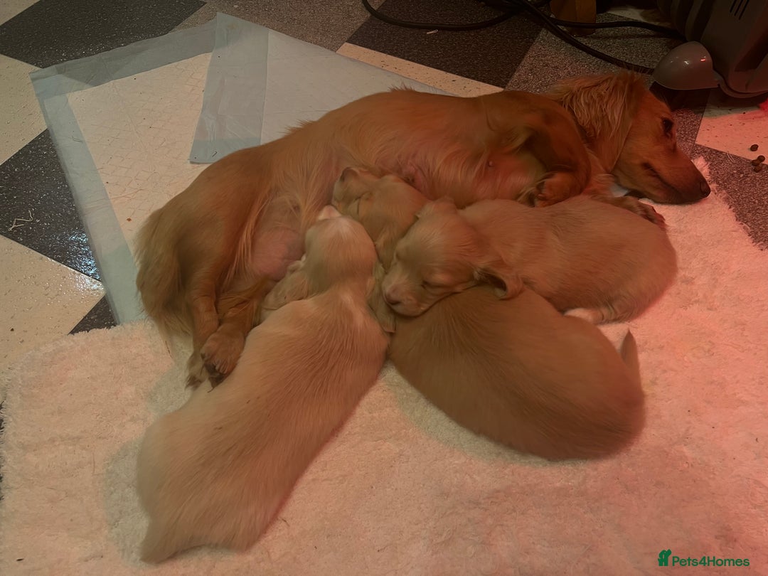 Dachshund dogs for sale:  Cream long haired miniature Dachshund - Image 2