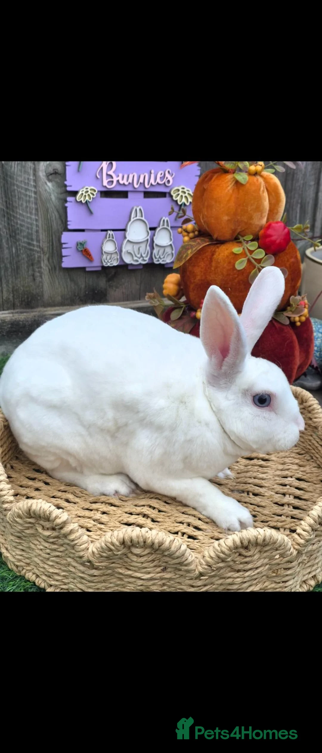 Rex rabbits for sale: Mini Rex for reserve  - Advert 10