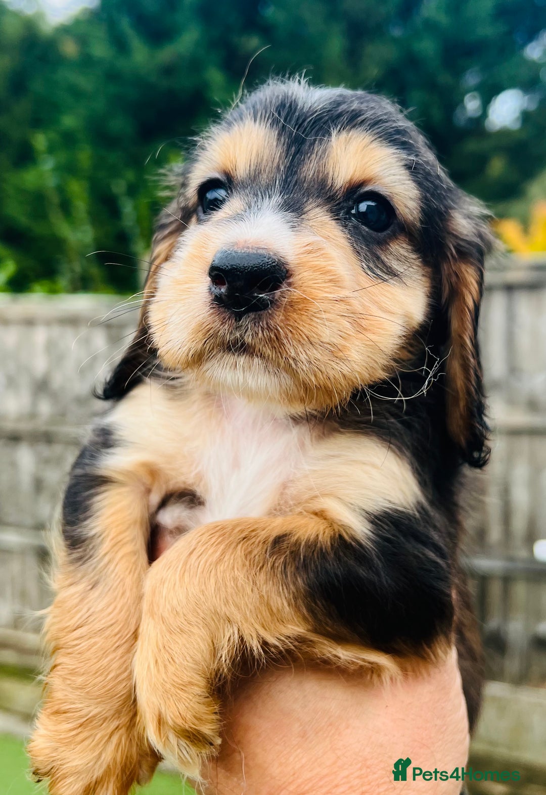 Cocker Spaniel dogs for sale: Gorgeous show type cocker spaniels - Image 31
