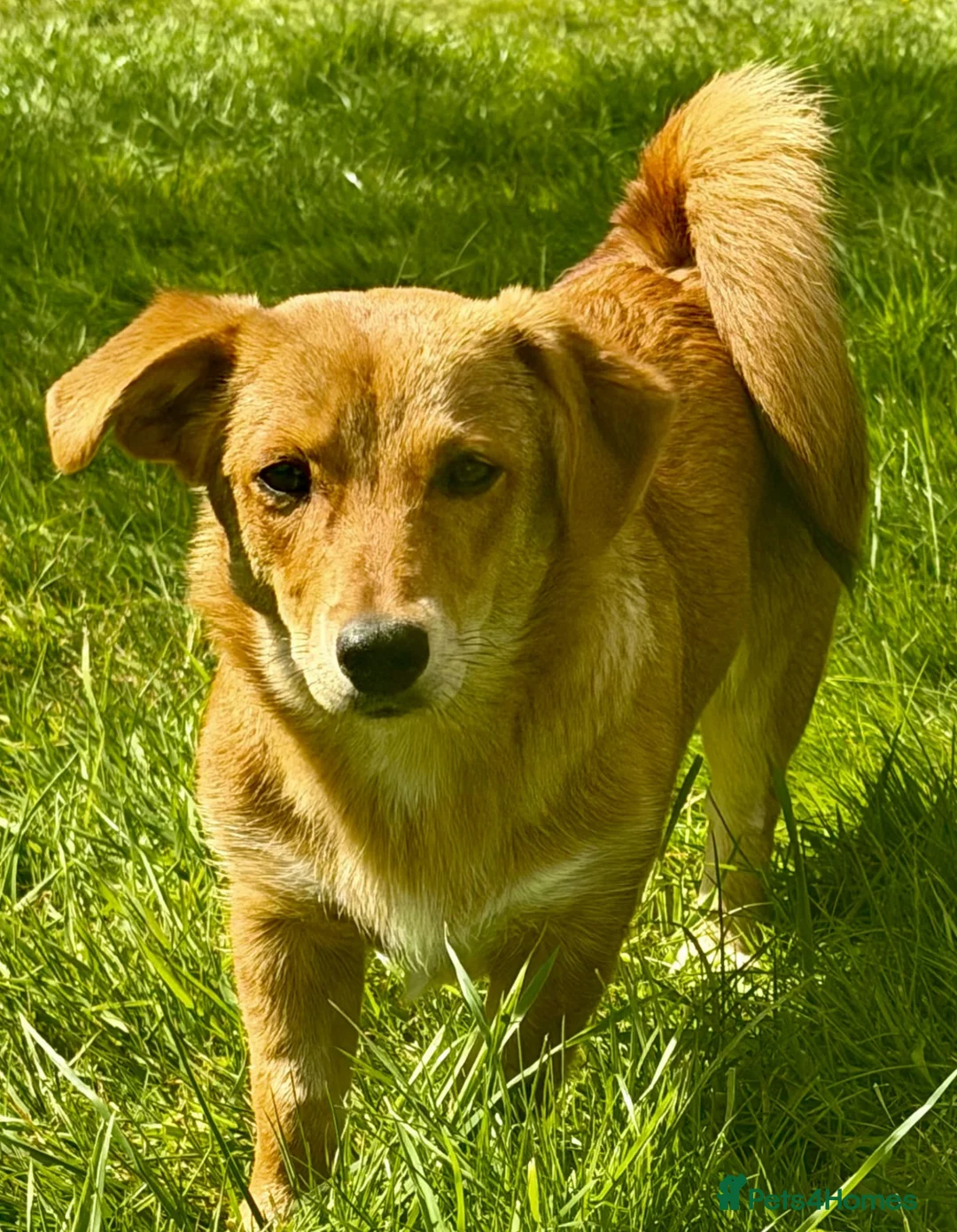 Welsh Corgi Pembroke dogs for adoption: 🐾 LISA – Female Welsh Corgi 🐾 - Advert 1