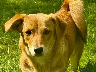 Welsh Corgi Pembroke dogs 🐾 LISA – Female Welsh Corgi 🐾 - Advert 13