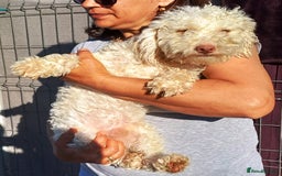 Yorkiepoo dogs for adoption: M.&K. - two inseparable friends for a Loving Home - Image 21
