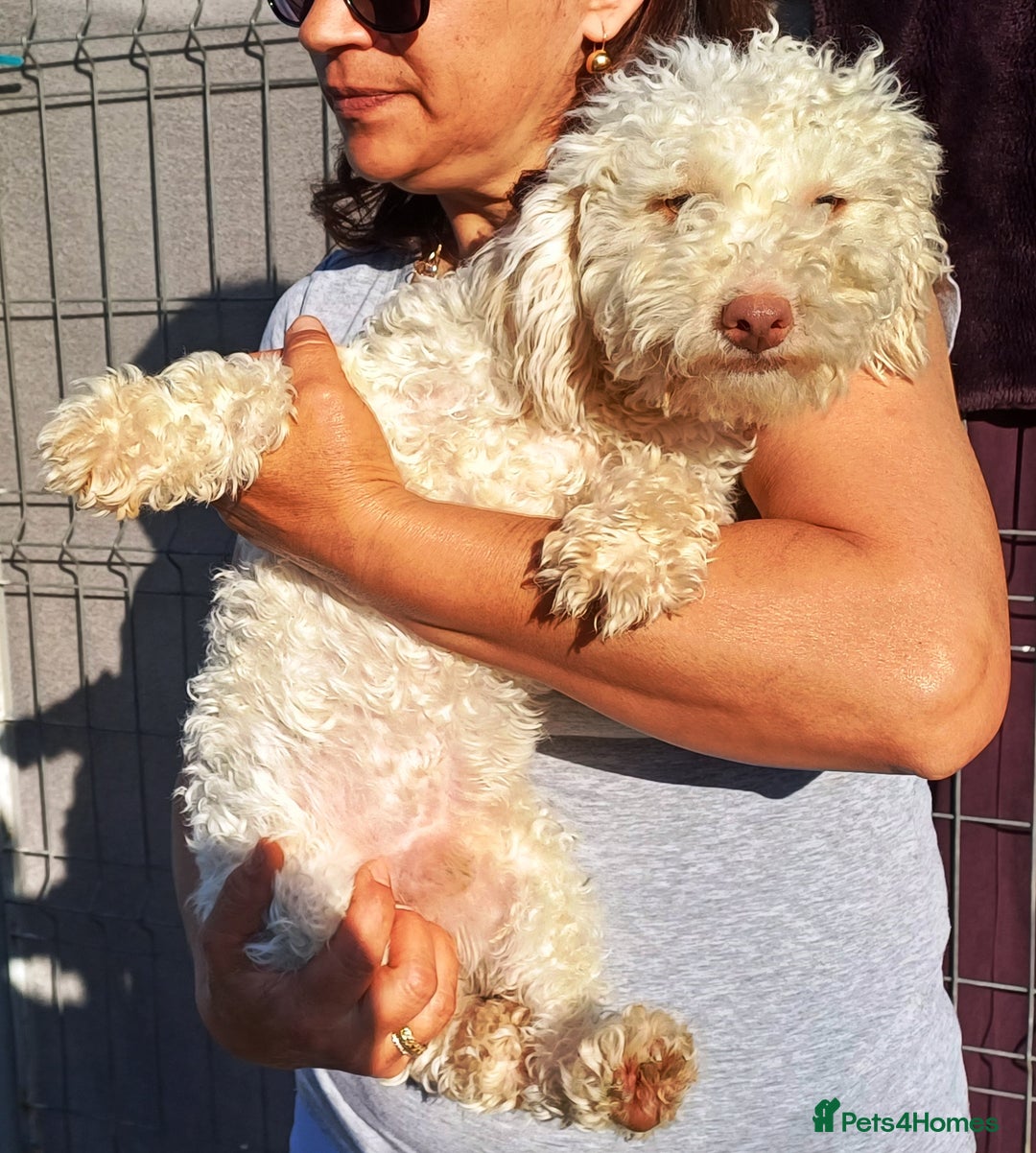 Yorkiepoo dogs for adoption: M.&K. - two inseparable friends for a Loving Home - Image 21