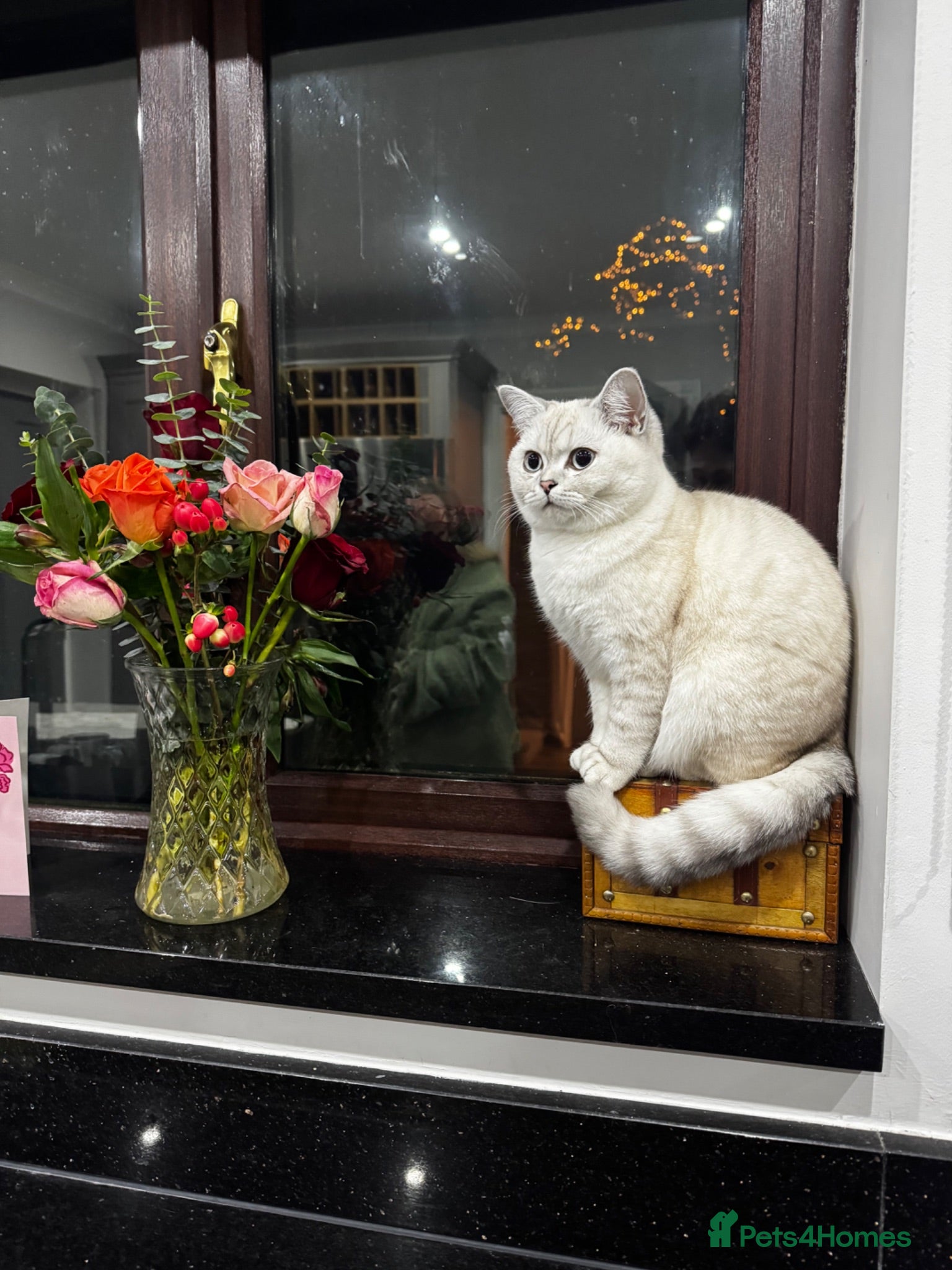 British Shorthair cats 2 beautiful mixed British Short Hair kittens - Advert 3