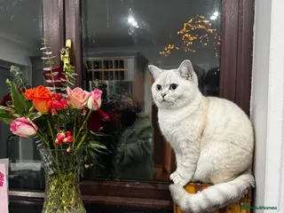 British Shorthair cats 2 beautiful mixed British Short Hair kittens - Advert 5