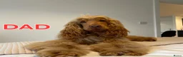 Cocker Spaniel dogs for sale: Beautiful 100% Cocker Spaniel puppies- litter of 6 - Advert 25