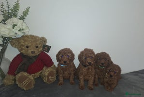 Cavapoo dogs - Advert 1