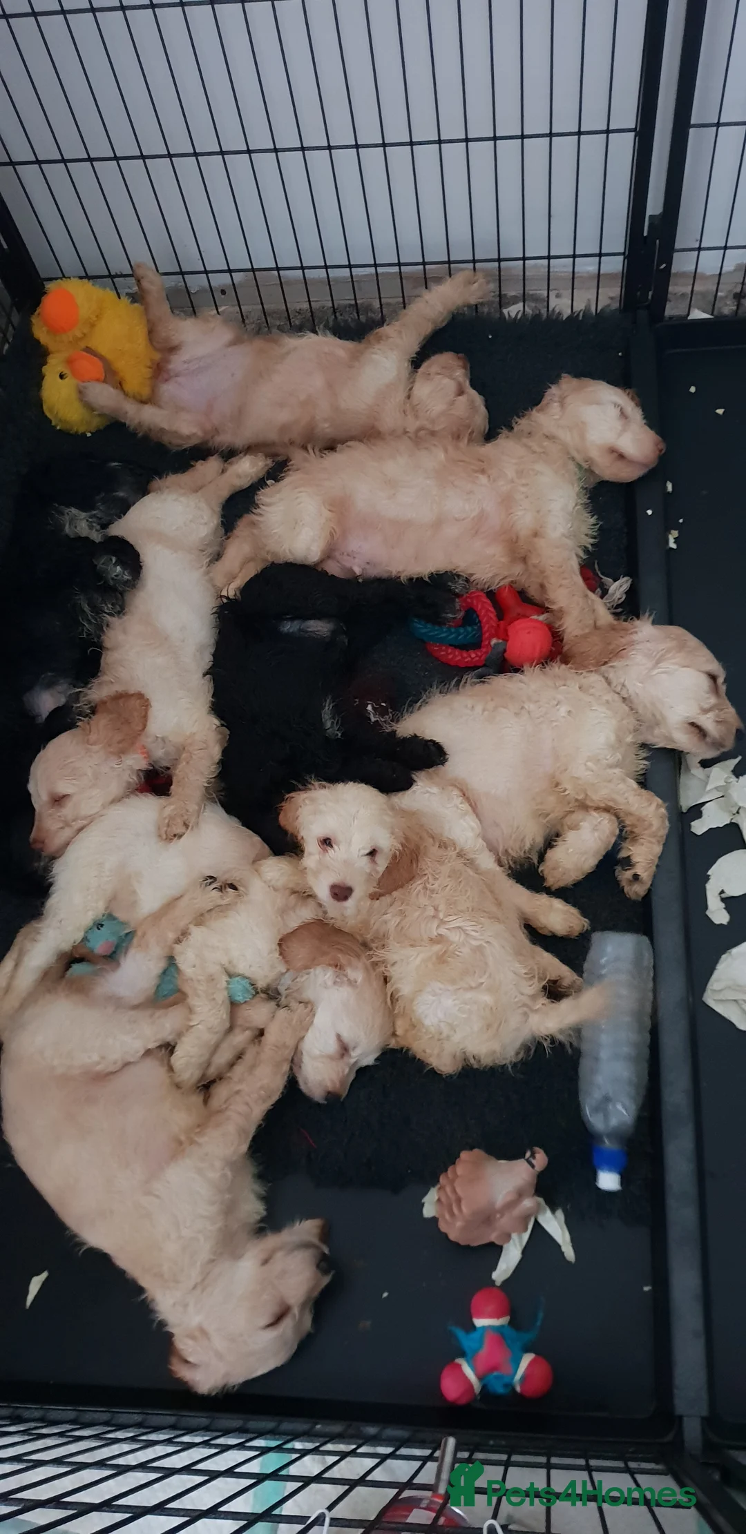 Miniature Poodle dogs for stud: Archie well Proven stud miniature poodle  in Chard - Advert 27