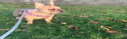 French Bulldog dogs for sale: Forever home for our beautiful girl  - Advert 4