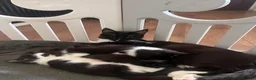 Mixed Breed cats for sale: Beautiful Mixed-Breed Kittens - Ready early July - Advert 21