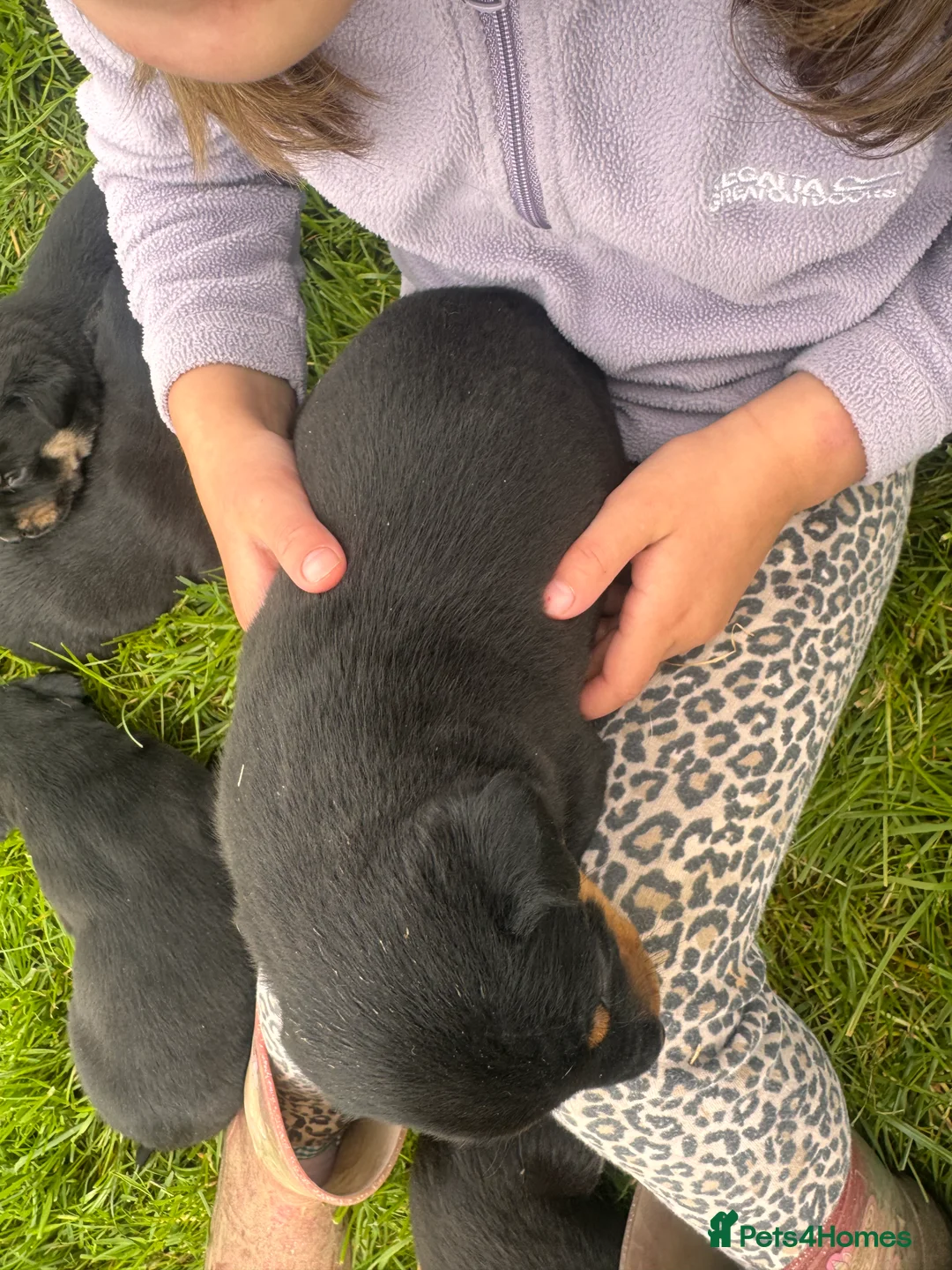 Huntaway dogs for sale: Beautiful huntaway puppies  in Carmarthen - Advert 2