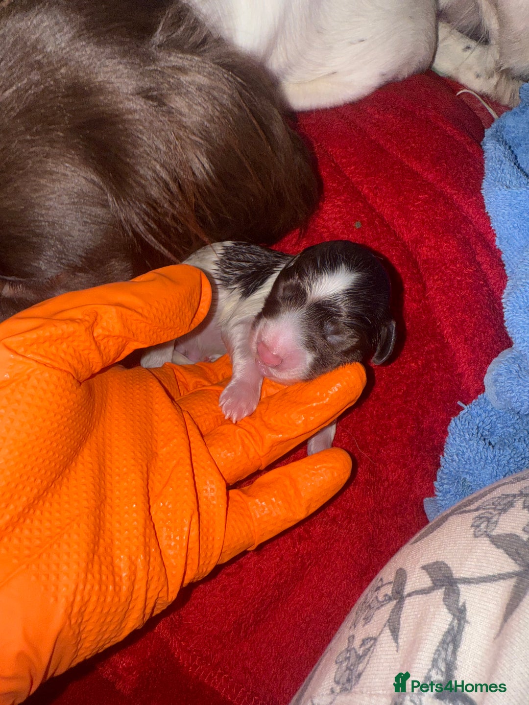 Sprocker dogs for sale: Exceptional F1B Sprocker puppy-male  - Advert 16