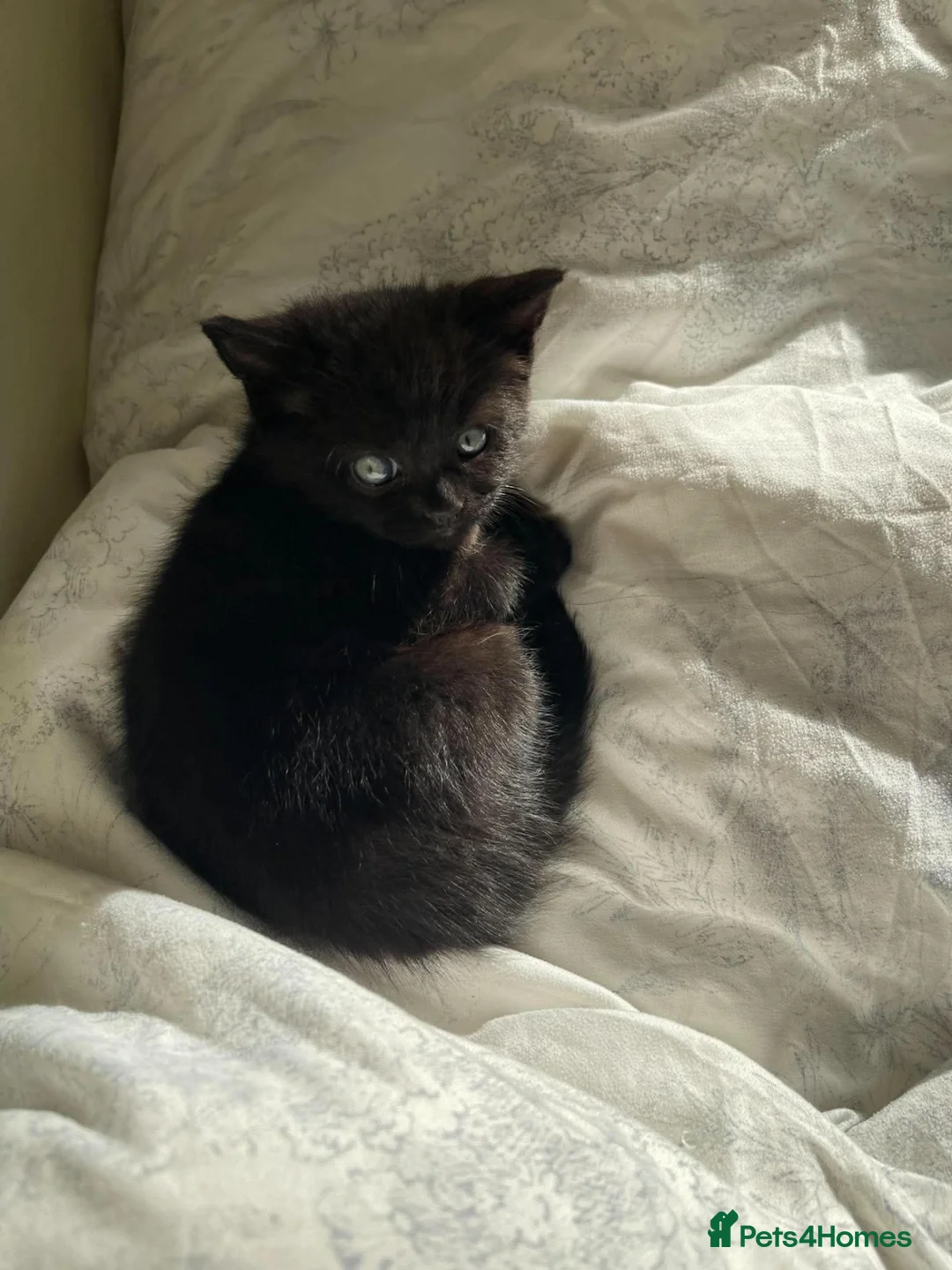 Bombay cats for sale: Bombay - Advert 2