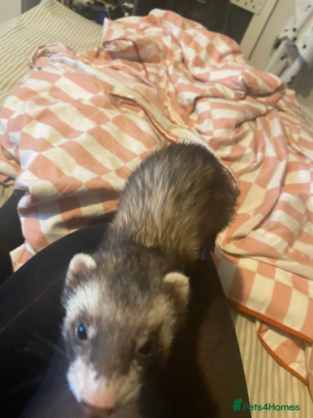 Ferret rodents for sale: Female ferret needs rehoming  - Advert 2