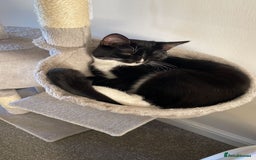 British Shorthair cats for sale: 2 loving cats to rehome - Image 6