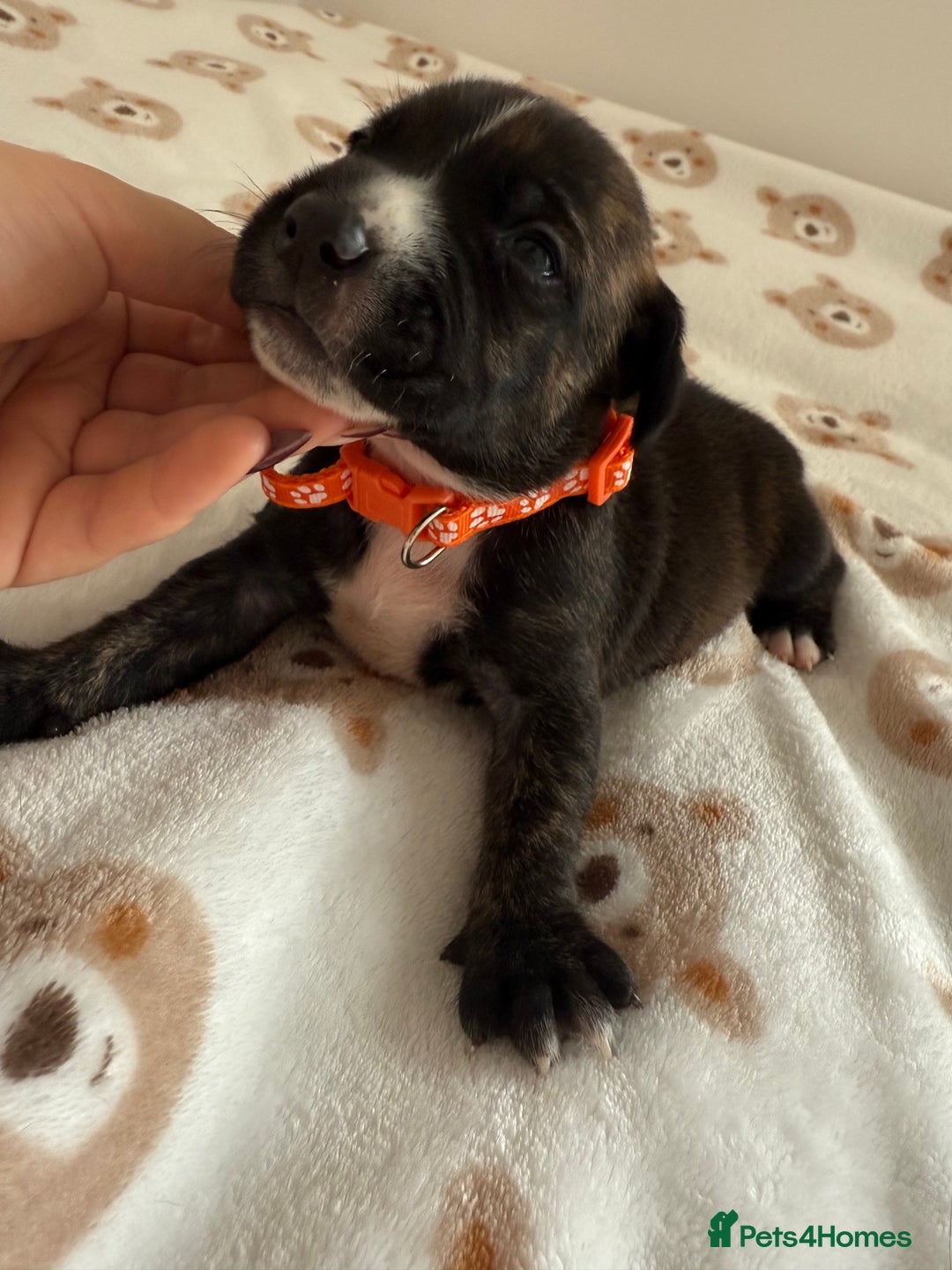 Staffordshire Bull Terrier dogs for sale: Beautiful puppies staffordshire bull terier 🥰 - Image 8
