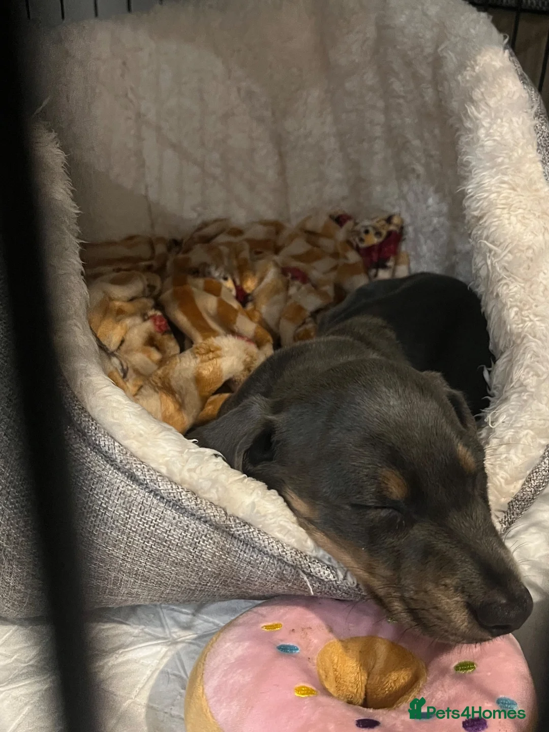 Dachshund dogs for sale: miniature daschund  - Advert 5