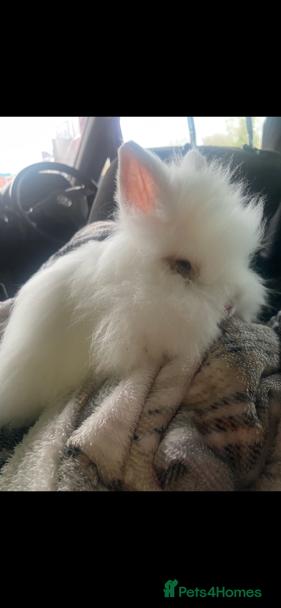 Lionhead rabbits for sale: Male lionhead - Advert 3