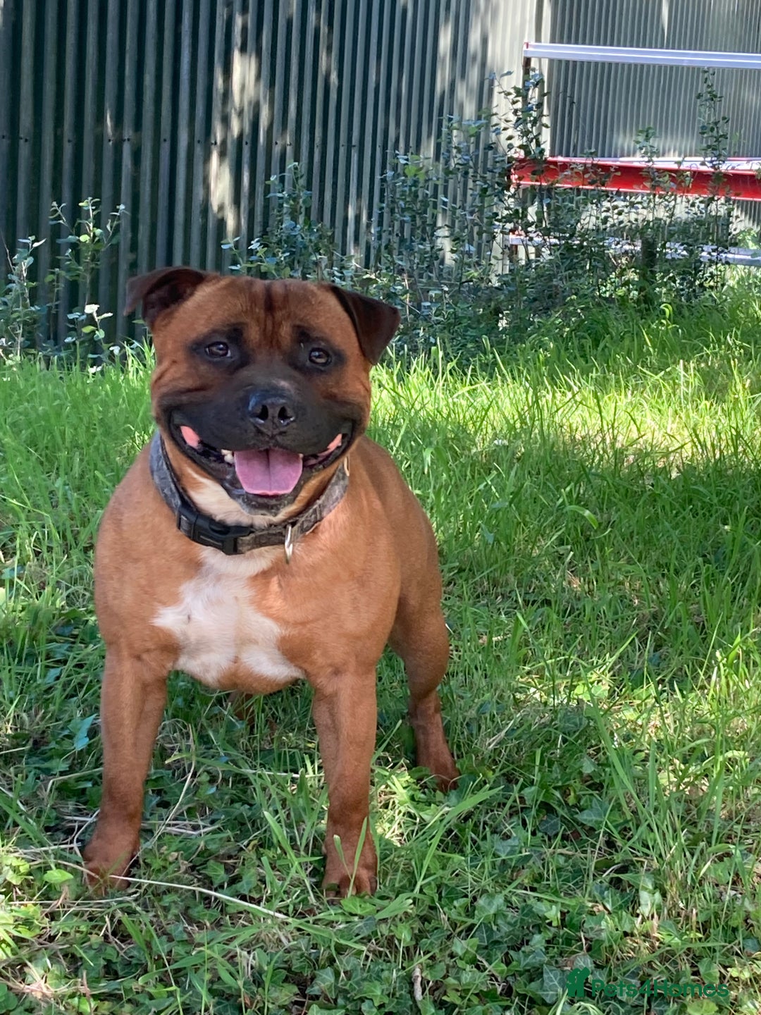 Staffordshire Bull Terrier dogs for sale: Beautiful kc reg.red brindle & white puppies - Image 13