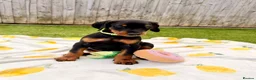 Dobermann dogs for sale: 🏡Viewings Available Now | KC Registered Dobermans - Advert 8