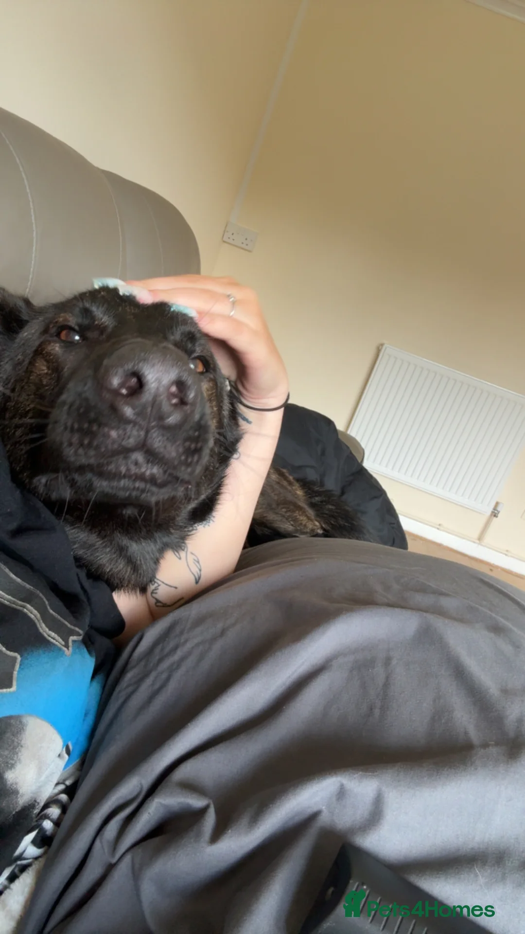 Belgian Shepherd Dog dogs for sale: Belgian shepherd Male nearly 2 years old  in Chesterfield - Advert 3