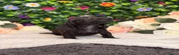 Dachshund dogs for sale: Standard Dachshund Puppies - READY NOW - Advert 5