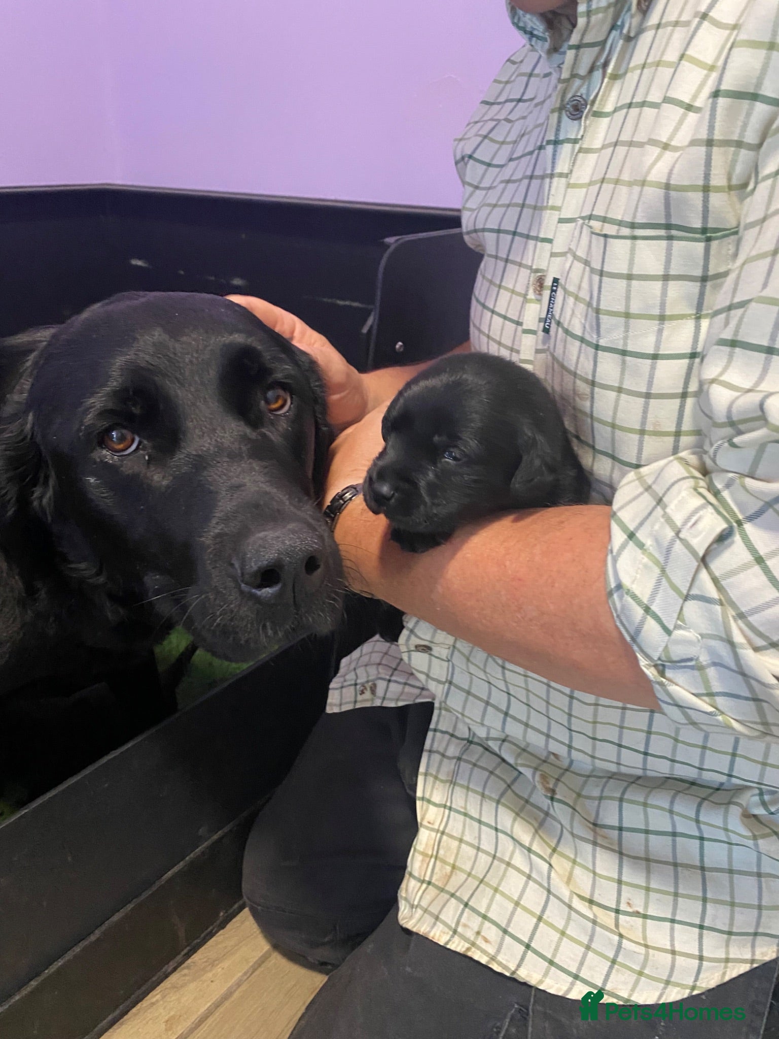 Labrador Retriever dogs Health Tested Parents Excellent FTCh Pedigree  - Advert 2