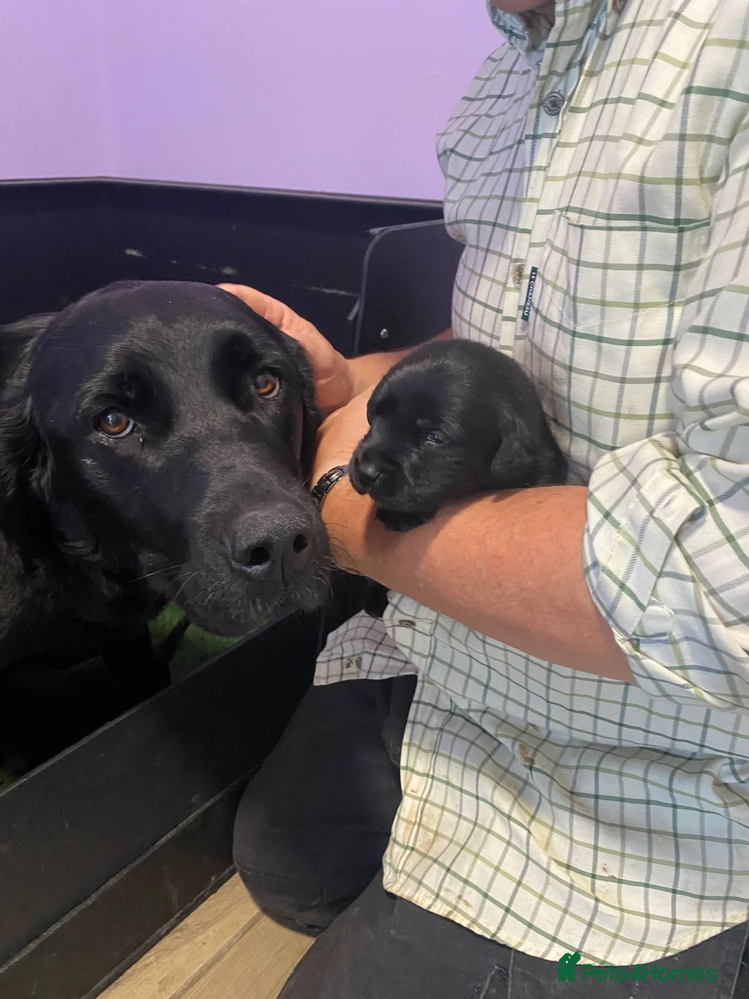 Labrador Retriever dogs for sale: Health Tested Parents Excellent FTCh Pedigree  - Advert 2