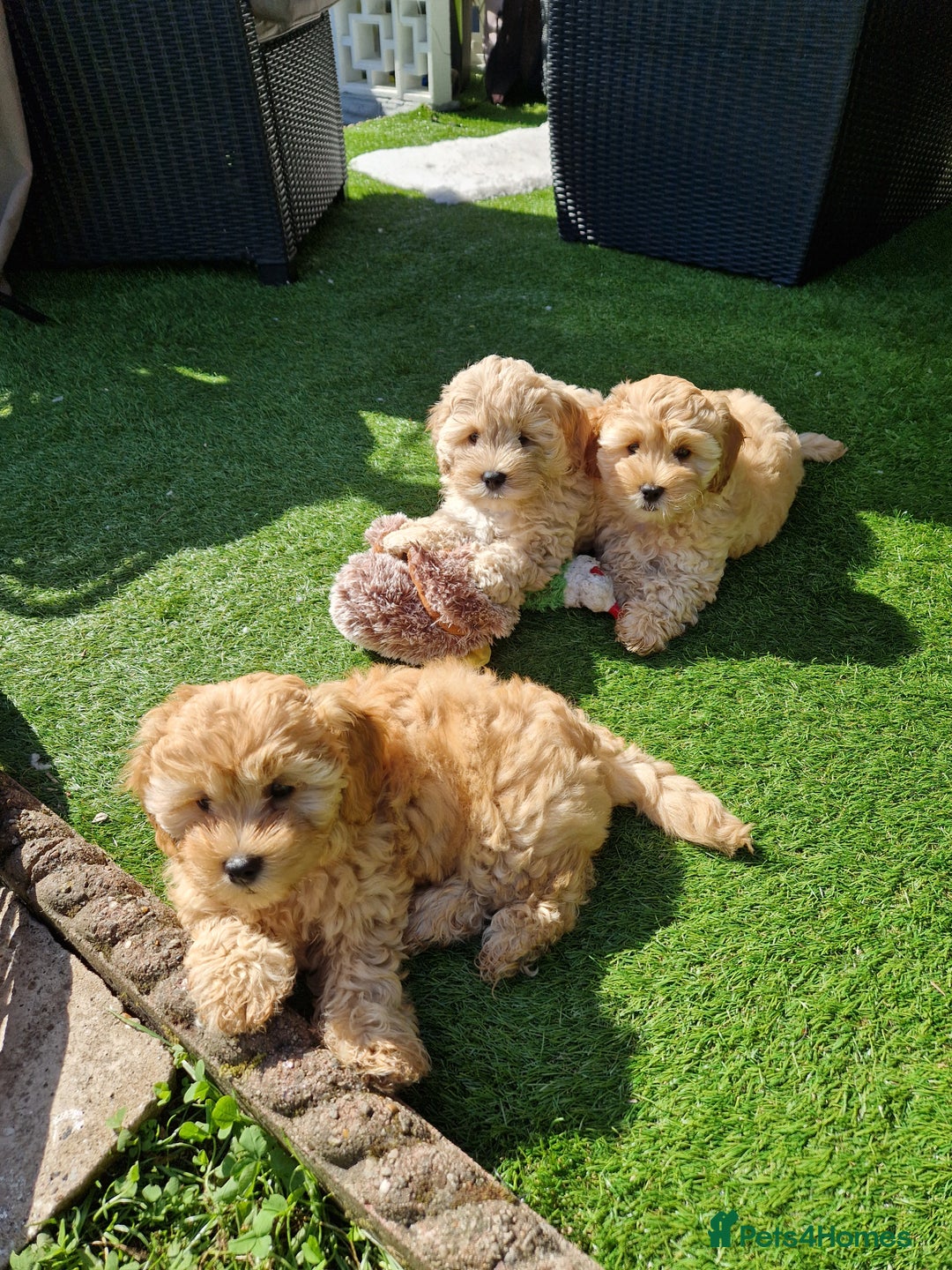 Cavapoo dogs for sale: 5* Beautiful cavapoo puppies 🐶 in Swansea - Image 27