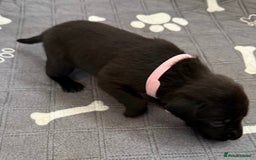Labrador Retriever dogs for sale: Black Labrador retriever puppies KC registered - Image 20