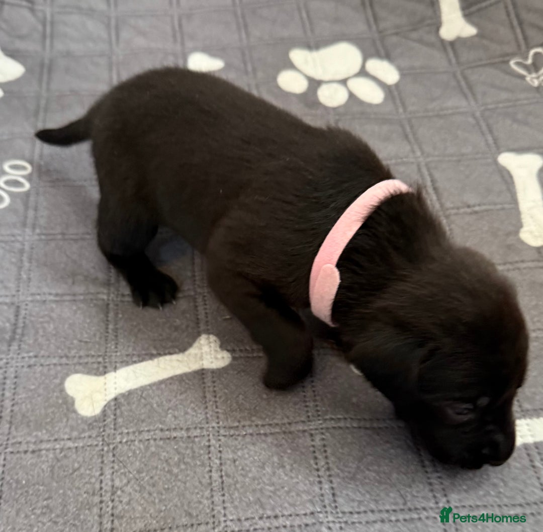 Labrador Retriever dogs for sale: Black Labrador retriever puppies KC registered - Image 20