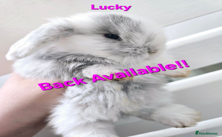 Mini Lop rabbits - Advert 2