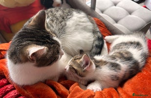 Domestic Shorthair cats Lovely kittens flea-treated;litter trained;wormed. - Advert 1