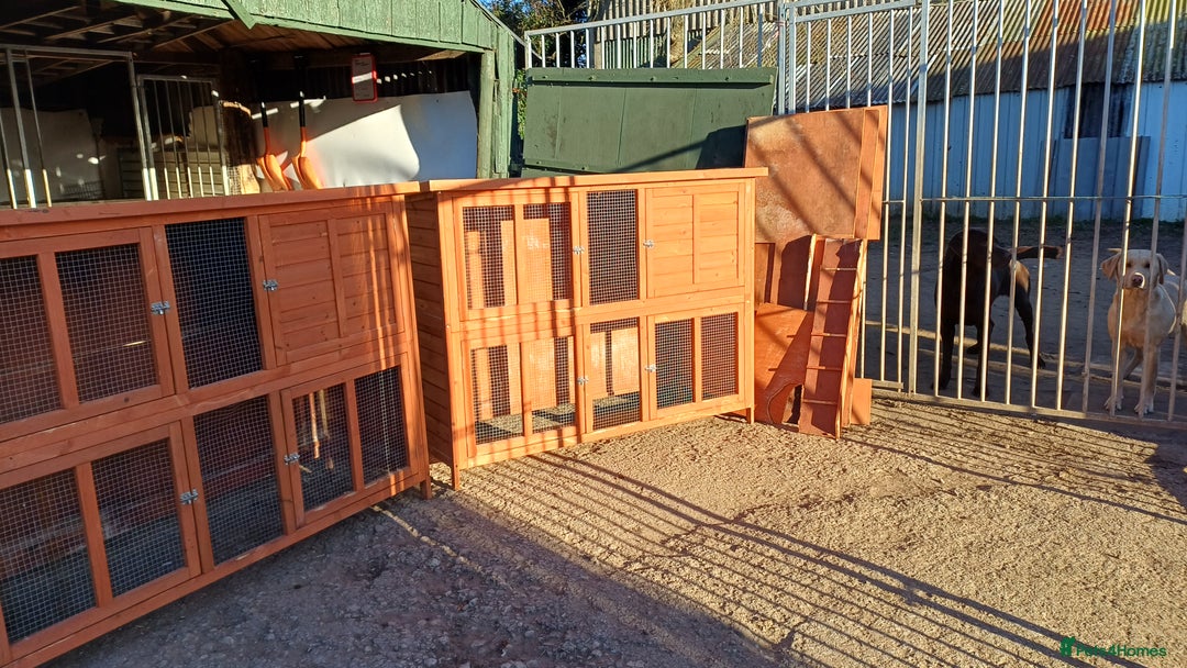 Mixed Breed rabbits for sale: 2 pets at home rabbit hutches  - Advert 2