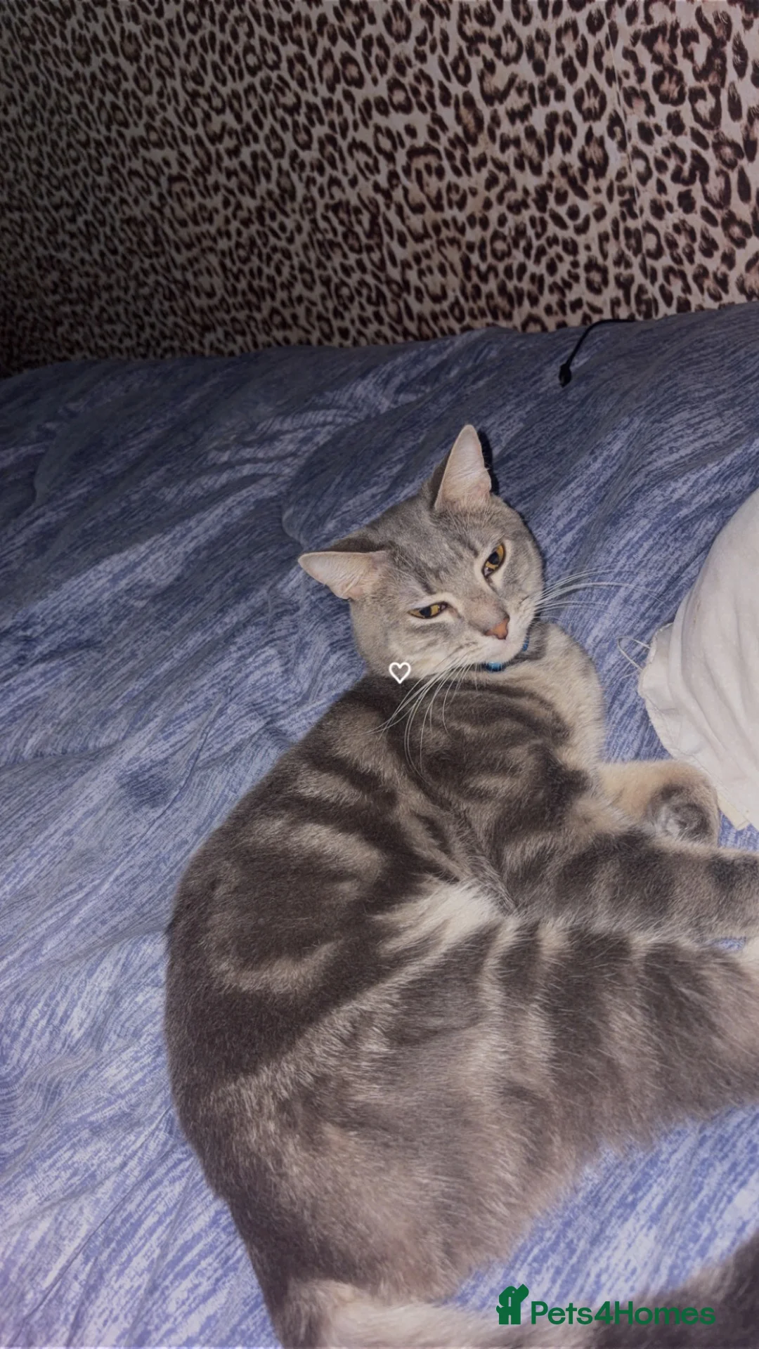 Mixed Breed cats for sale: Bandit cat and biscuit  - Advert 2