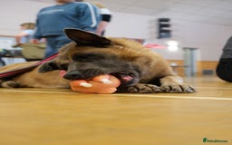 Mixed Breed dogs for adoption: Ava. Norwich Norfolk  - Image 21