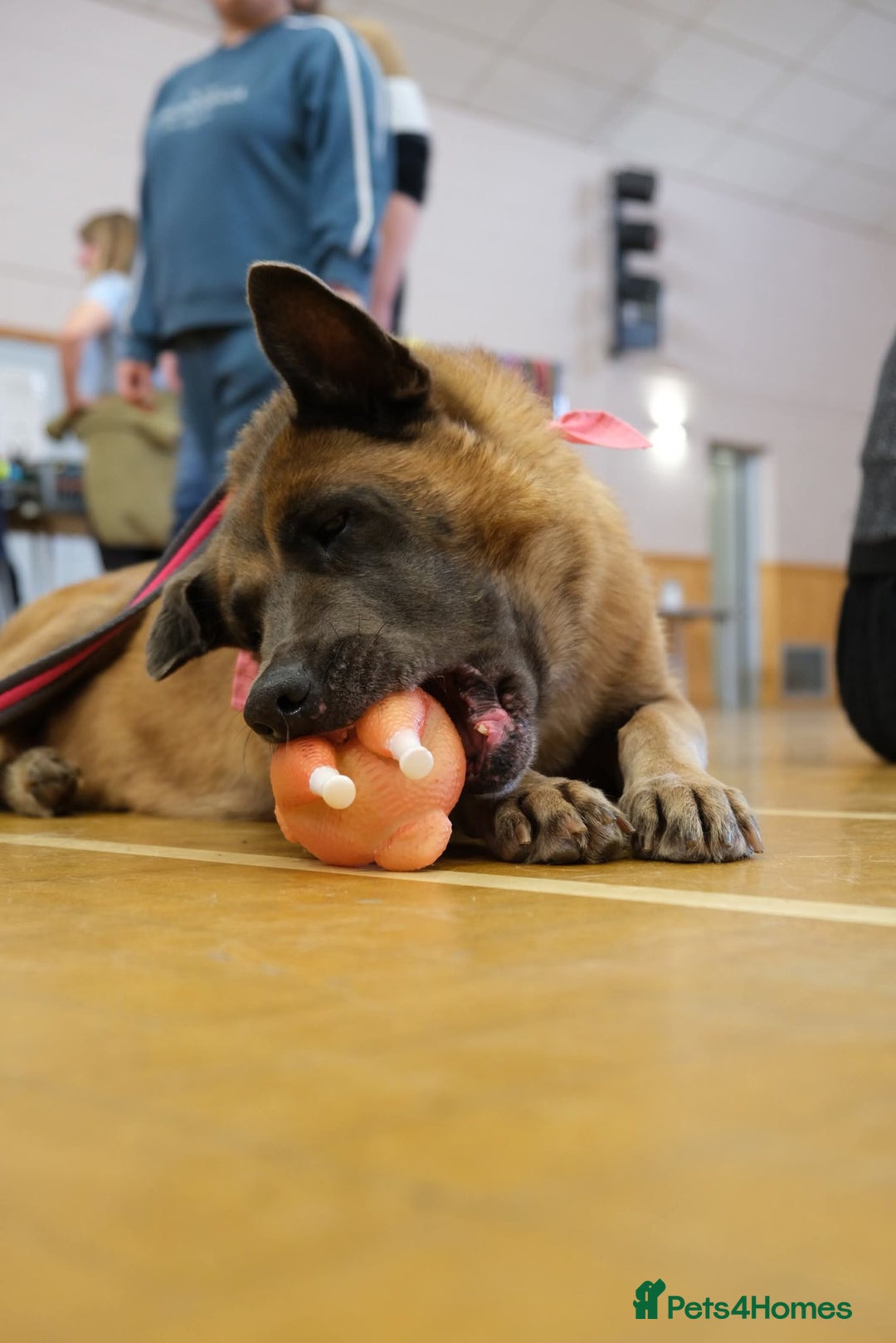 Mixed Breed dogs for adoption: Ava. Norwich Norfolk  - Image 21