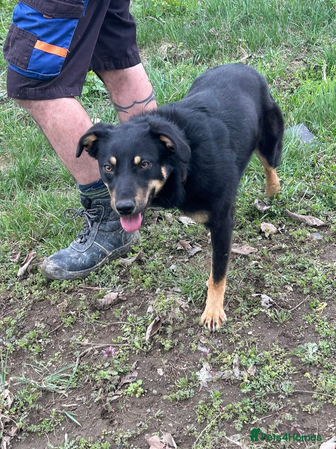 Mixed Breed dogs for adoption: Teya - Norwich Norfolk  - Image 3