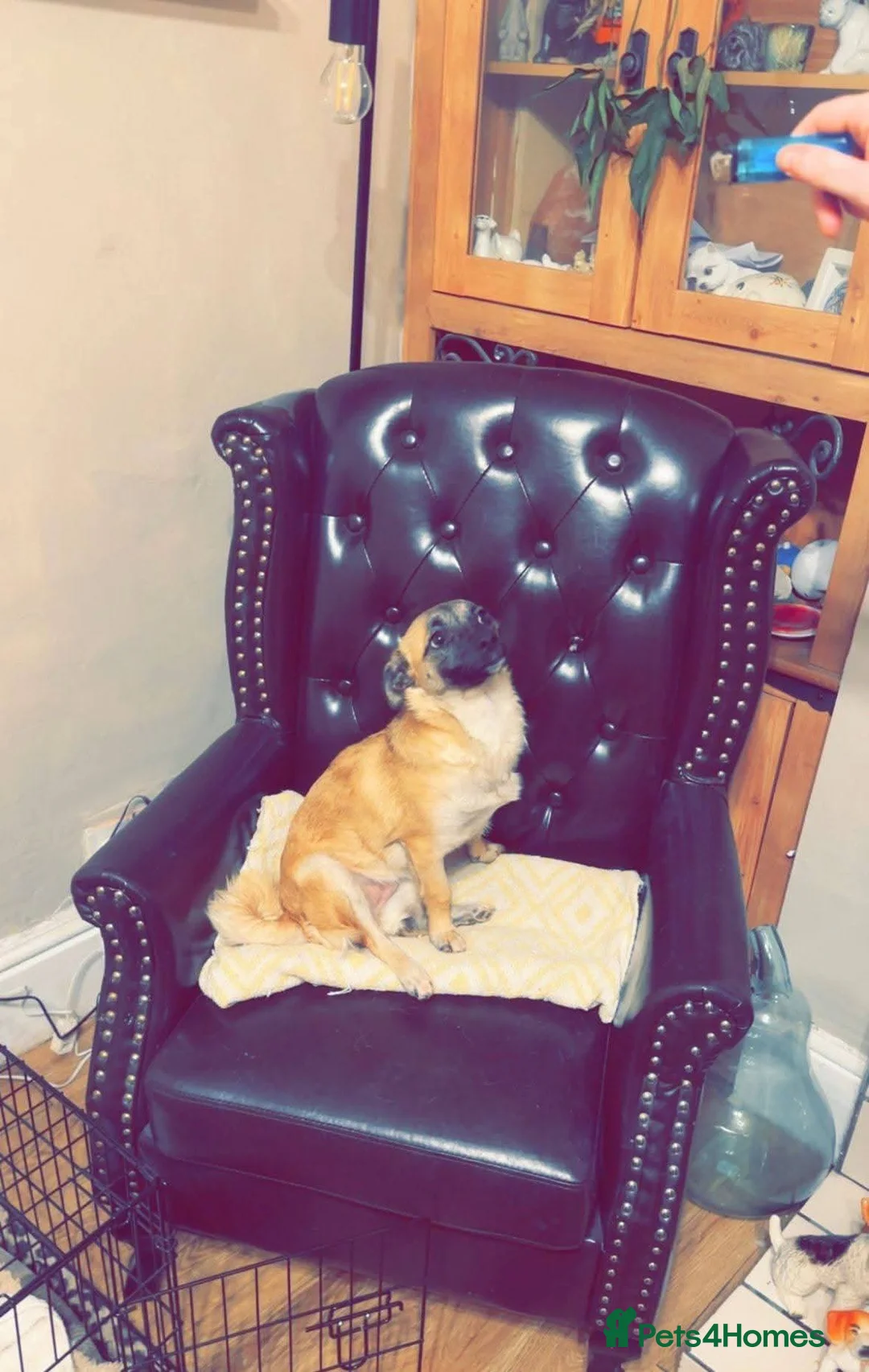 Mixed Breed dogs for adoption: Meet Foxy, currently residing in Barnsley  - Advert 4