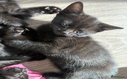 American Shorthair cats for sale: Kittens for sale boys and girls. - Image 6