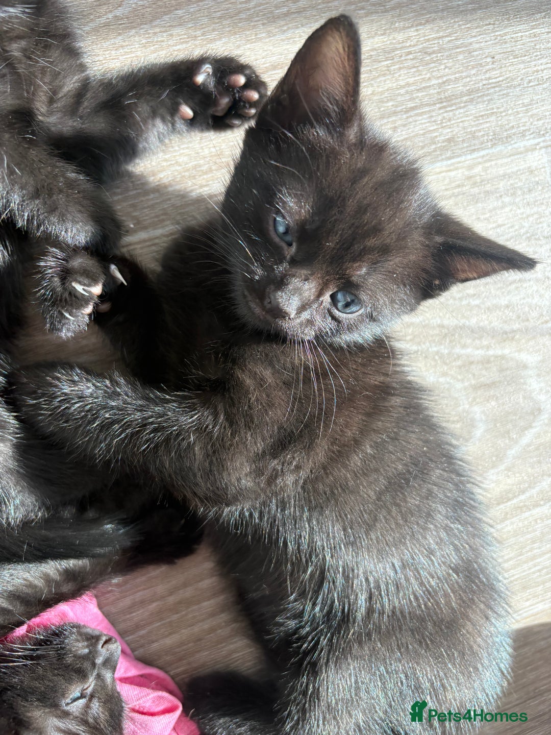 American Shorthair cats for sale: Kittens for sale boys and girls. - Image 6